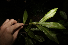 Macadamia ternifolia