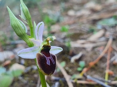 Ophrys exaltata splendida
