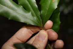 Macadamia ternifolia