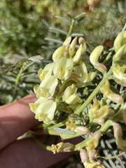 Astragalus douglasii
