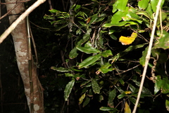 Macadamia ternifolia