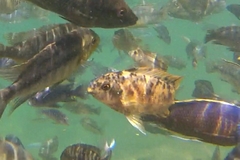 Labeotropheus trewavasae