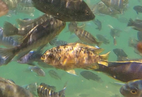 Redfinned cichlid (Labeotropheus trewavasae) — Cichlidae — 4