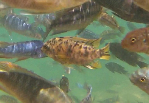 Redfinned cichlid (Labeotropheus trewavasae) — Cichlidae — 5