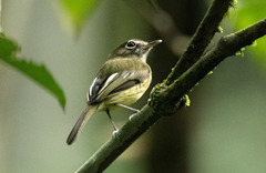 Hemitriccus orbitatus