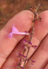 Syncolostemon canescens