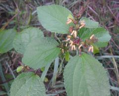 Triumfetta pentandra pentandra