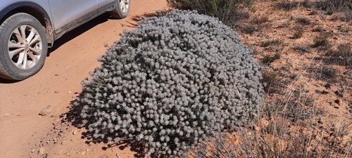 Phylica barbata (Phylica barbata)