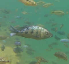 Fossorochromis rostratus