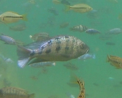 Fossorochromis rostratus