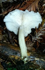 Clitocybe salmonilamella