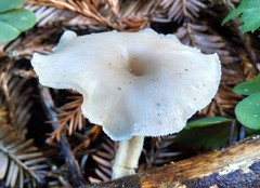 Clitocybe salmonilamella