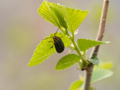 Xanthogaleruca aenescens