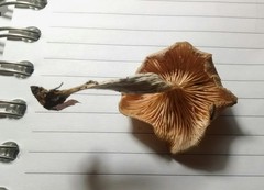Clitocybe salmonilamella