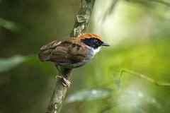 Conopophaga melanops