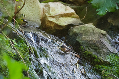 Aegithalos caudatus