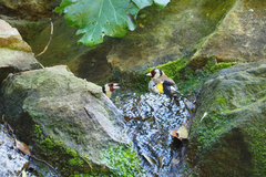 Carduelis carduelis