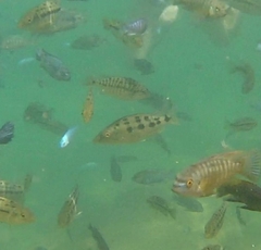 Fossorochromis rostratus