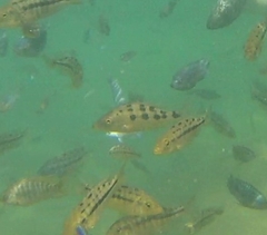 Fossorochromis rostratus