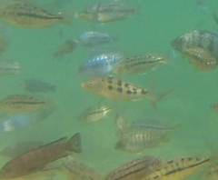 Fossorochromis rostratus