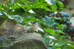 Erithacus rubecula