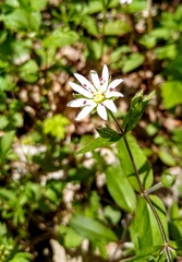 Stellaria corei