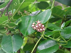 Cynanchum lanhsuense