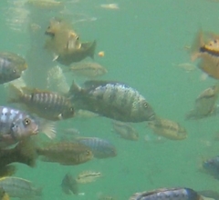 Fossorochromis rostratus