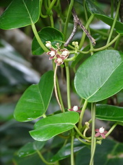 Cynanchum lanhsuense