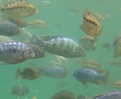 Fossorochromis rostratus