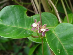 Cynanchum lanhsuense