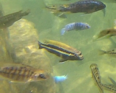 Melanochromis auratus