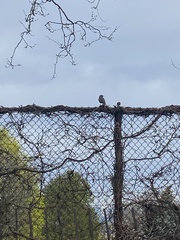 Sturnus vulgaris