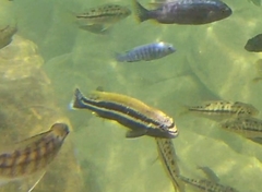 Melanochromis auratus