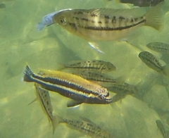 Melanochromis auratus