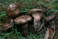 Paxillus cuprinus