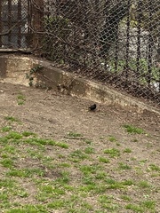 Sturnus vulgaris