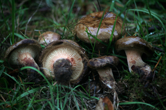 Paxillus cuprinus