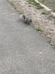 Sciurus carolinensis