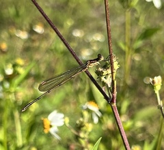 Lestes vidua