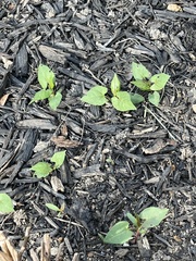 Capsicum annuum annuum