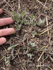 Symphyotrichum sericeum