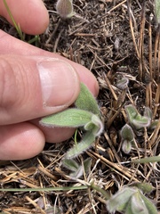 Symphyotrichum sericeum
