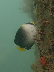 Chaetodontoplus mesoleucus