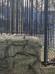 Passer domesticus