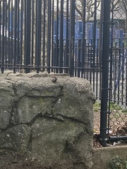 Passer domesticus