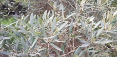 Olea europaea