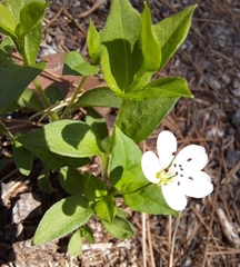 Pseudostellaria davidii