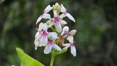 Pseuderanthemum carruthersii
