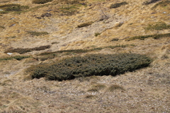 Juniperus communis saxatilis